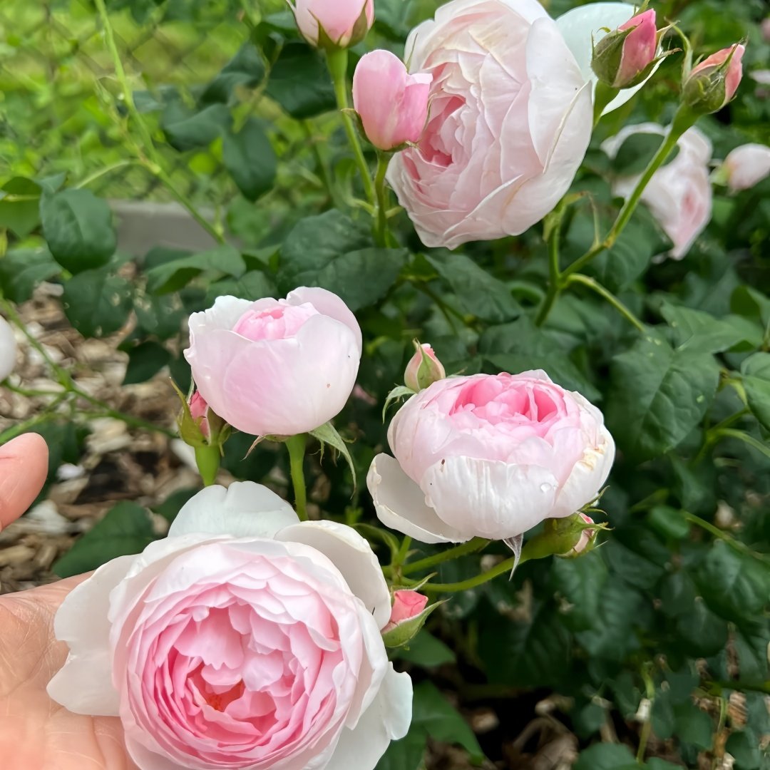 Scepter’d Isle Rose Plant｜权杖岛玫瑰 image 8