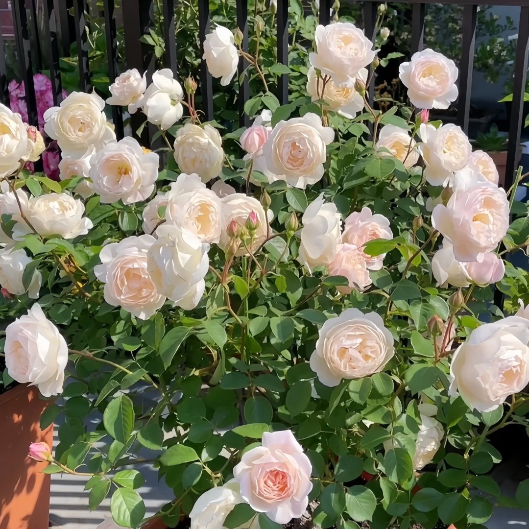 Desdemona Rose Plant|黛丝德蒙娜 image 9