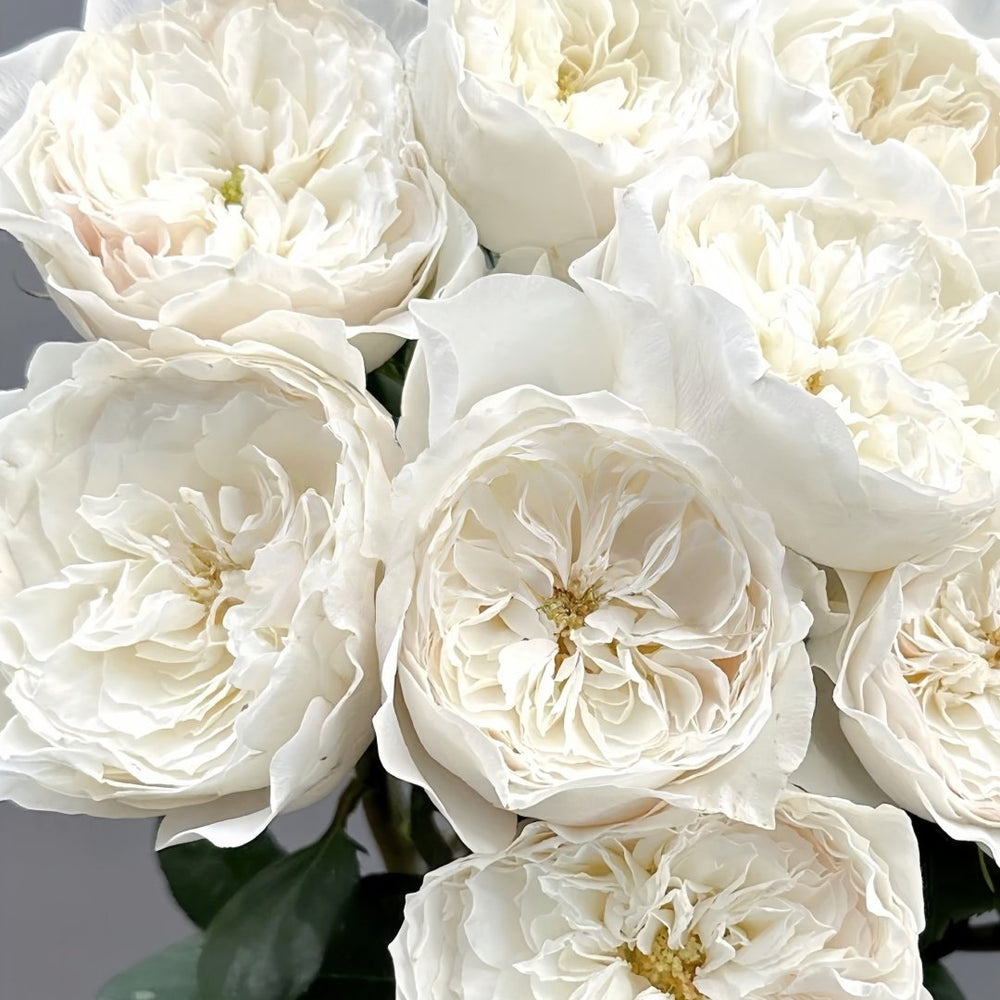 White Cloud Rose Plant｜白色云端 image 5