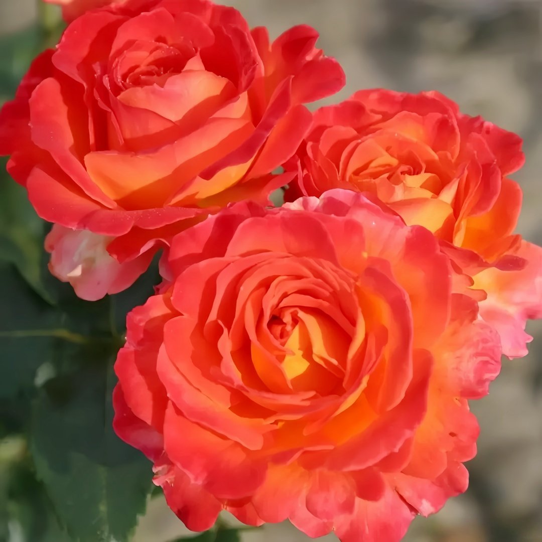 Vulcano Rose Plant｜火神岛 image 1