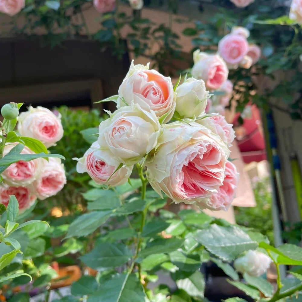 Pompom Verand Rose Plant｜门廊绒球 image 10