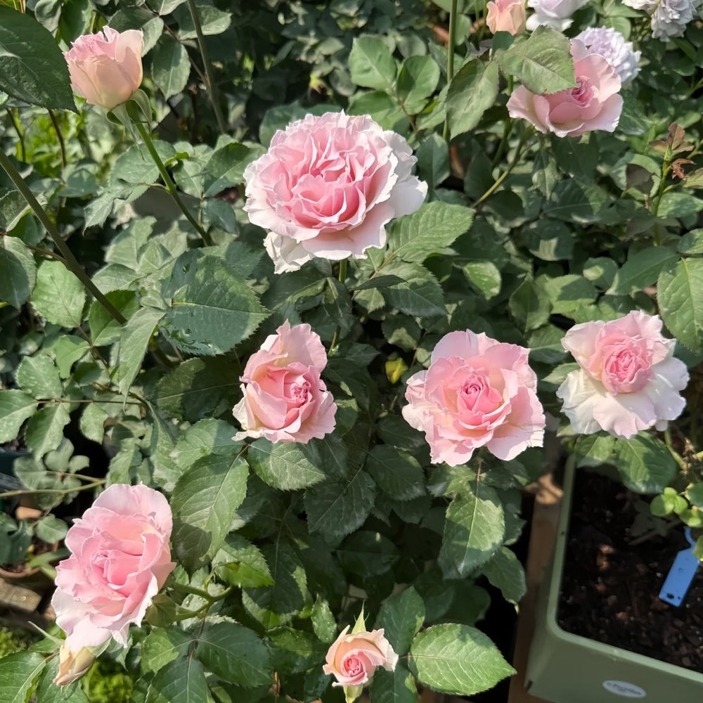 La mariee Rose Plant｜新婚 image 8