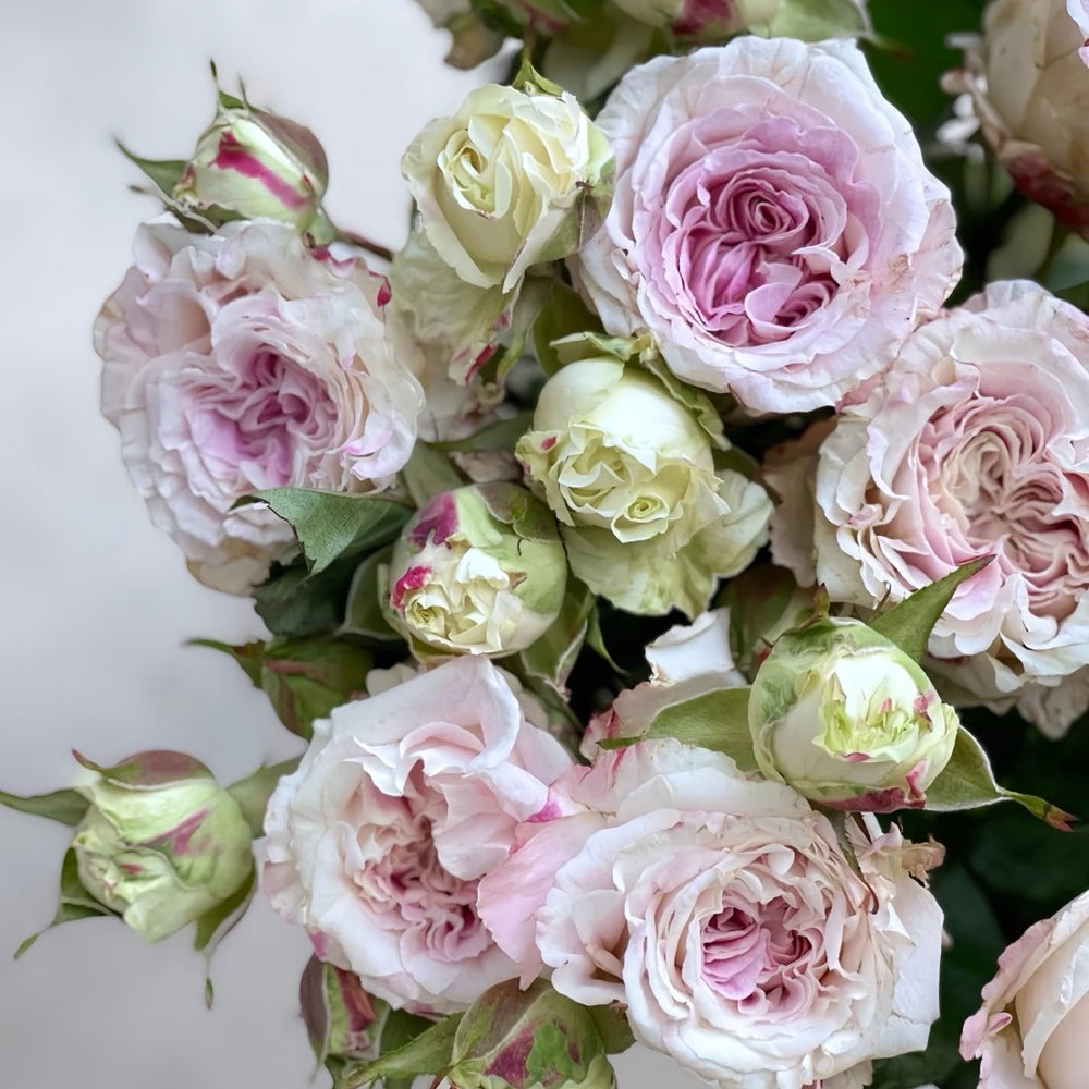Dolce Summerhouse Rose Plant|道斯山庄/恋恋琴声 image 5