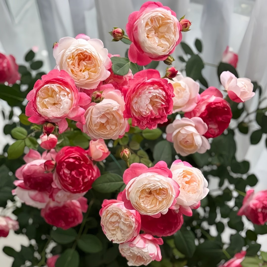 Japanese Mon Amour Rose Plant｜和室 image 7