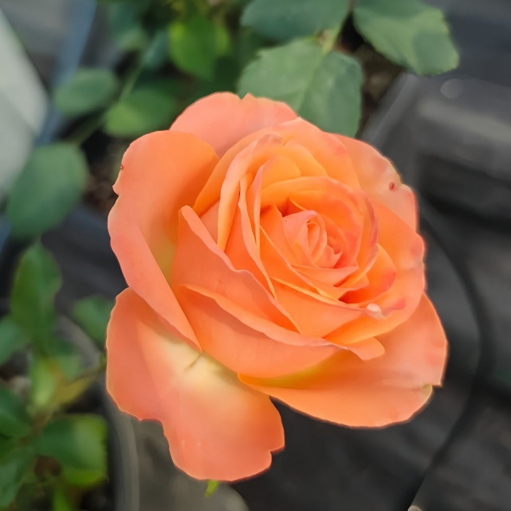 Garden City Rose Plant｜花园城市 image 5