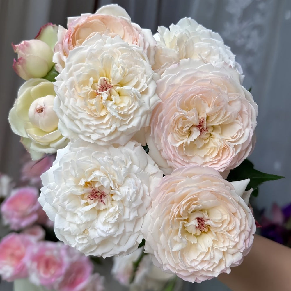 Savon Rose Plant|肥皂 image 0