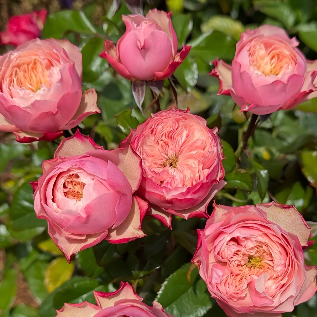 Northanger Abbey Rose Plant| 诺桑觉寺 image 7