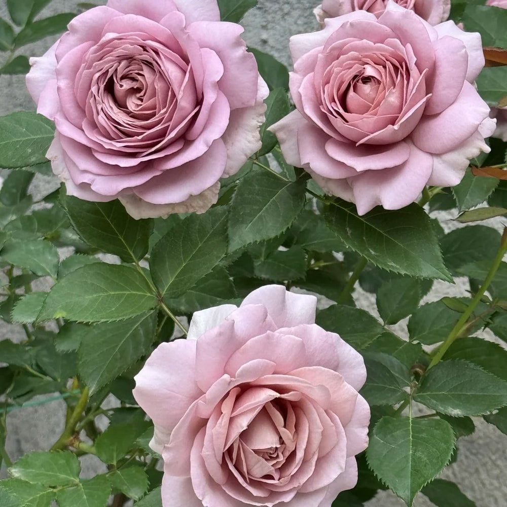 Charity Rose Plant | 慈善 image 5