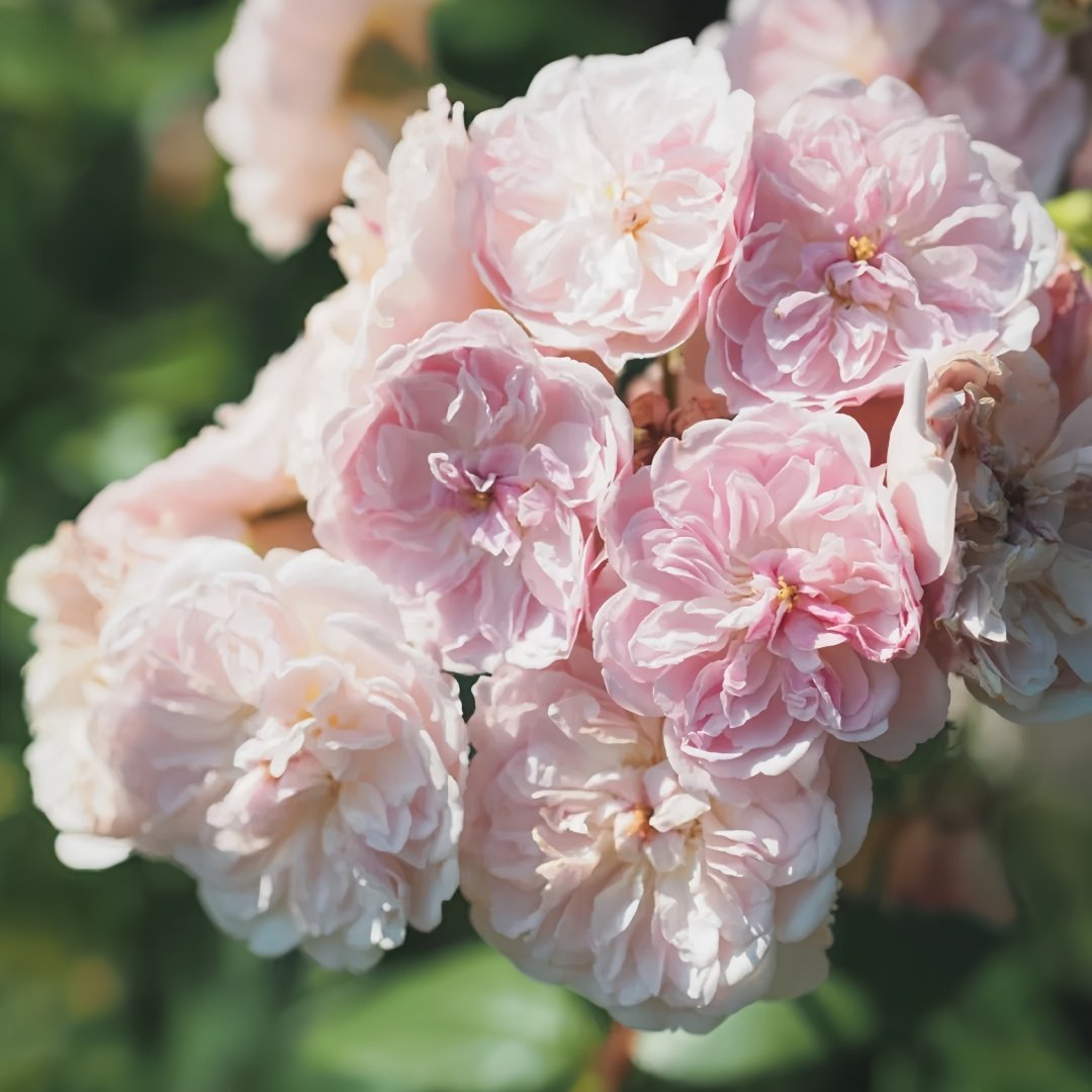 Romantic Siluetta Rose Plant|浪漫剪影 image 5