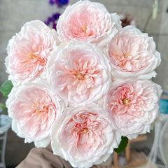 Princess Veil Rose Plant｜公主面纱 image 1