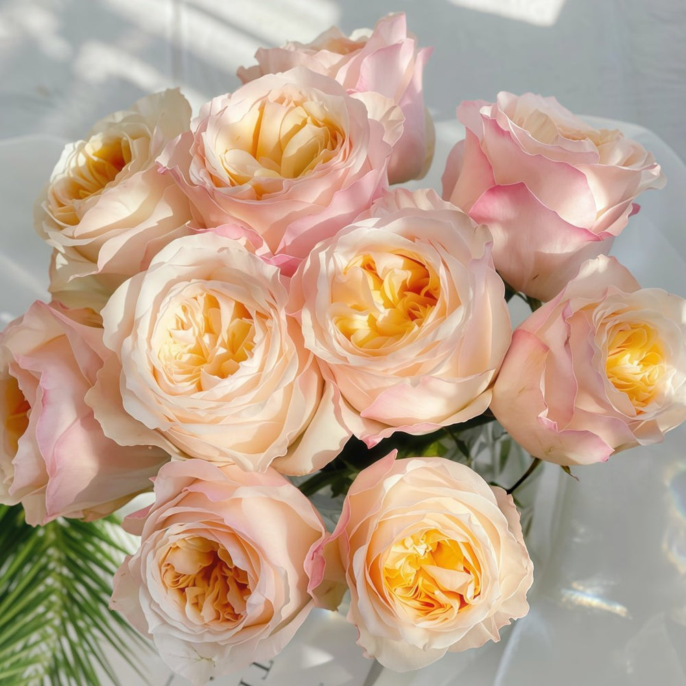 Victorian Peach Rose Plant|维多利亚蜜桃 image 9