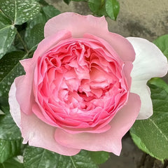 Le Rire Rose Plant｜乐咲 image 1