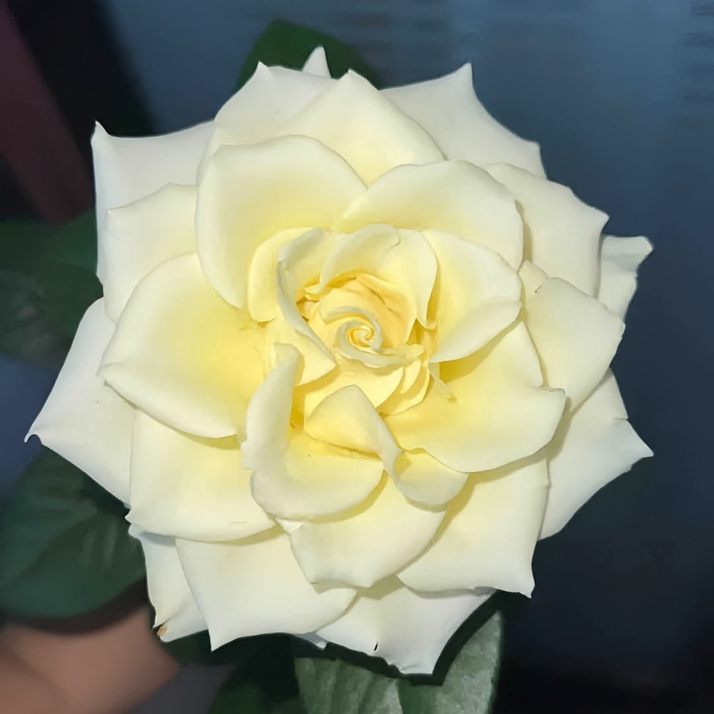Albatross Rose Plant｜信天翁 image 3