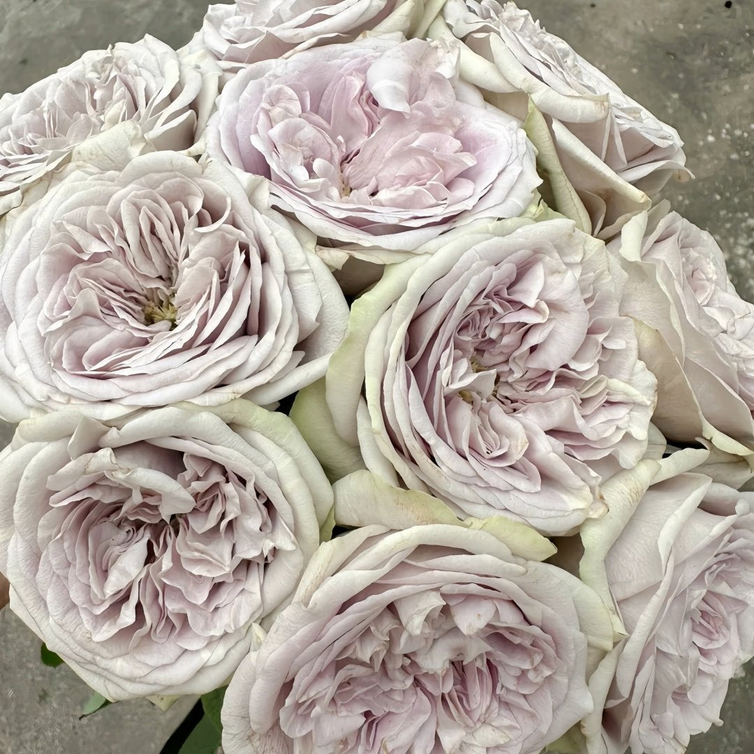 Silvermine Rose Plant|银矿 image 5