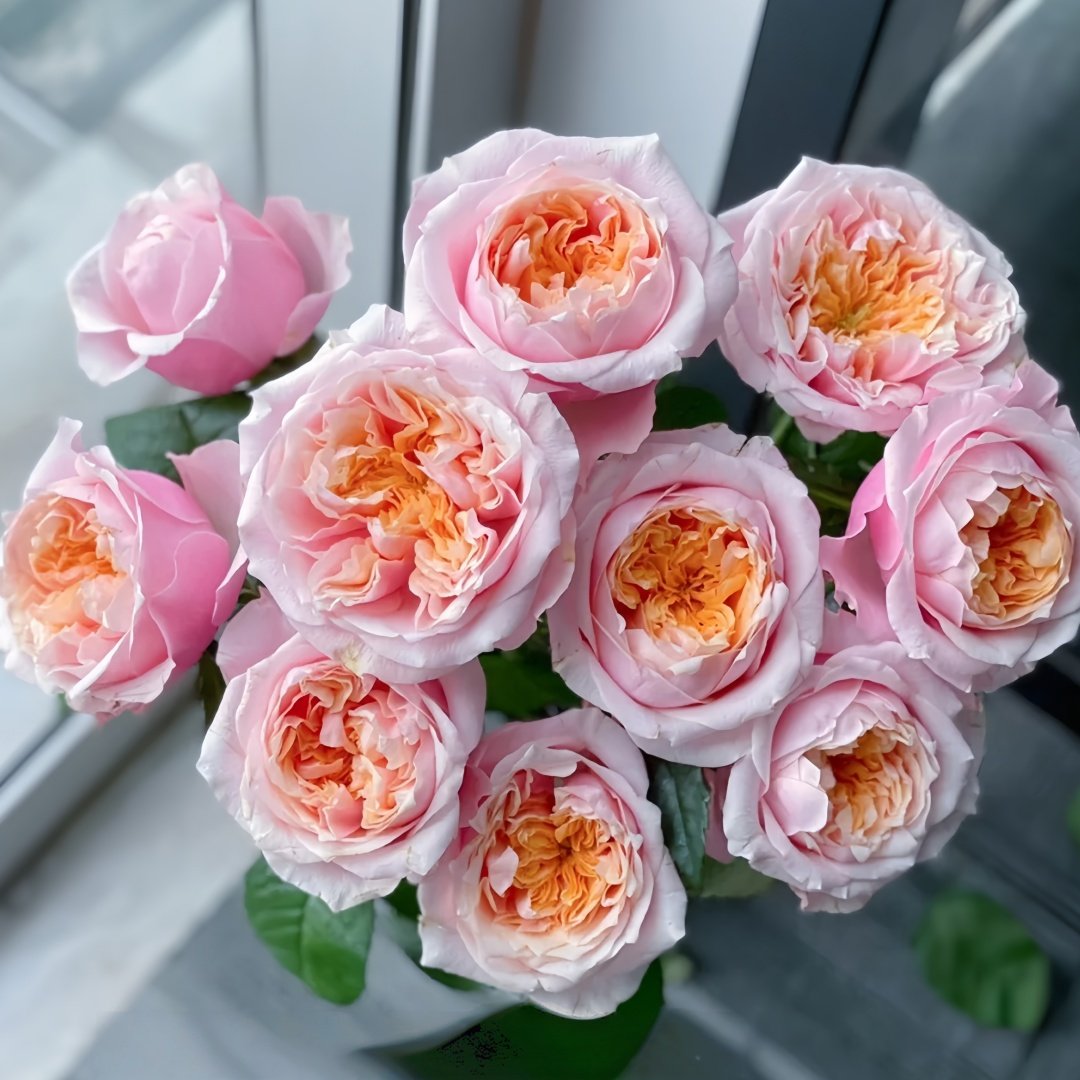 Notting Hill Rose Plant|诺丁山 image 0