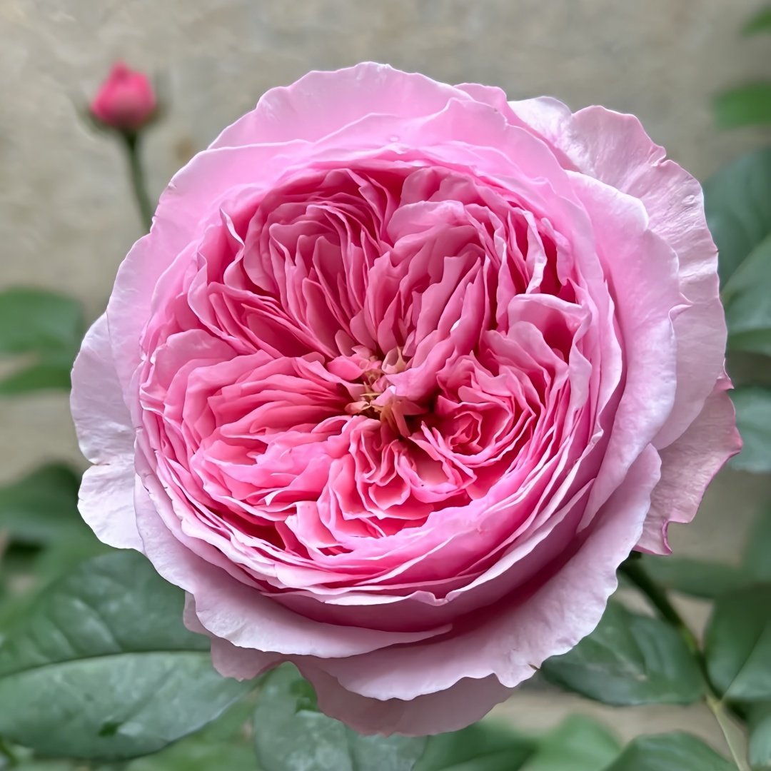 Carey Rose Plant | 凯丽玫瑰 image 1