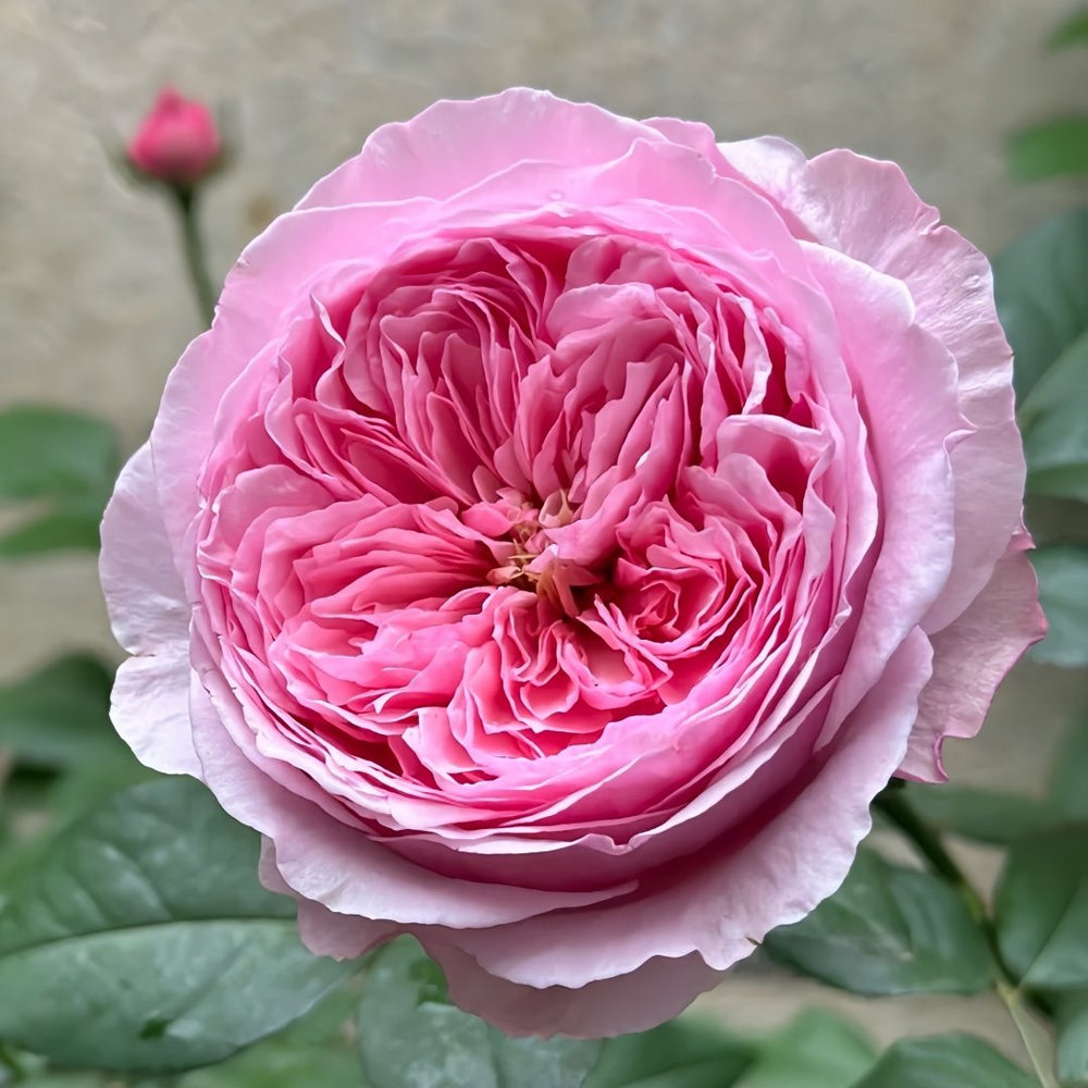 Carey Rose Plant | 凯丽玫瑰 image 1