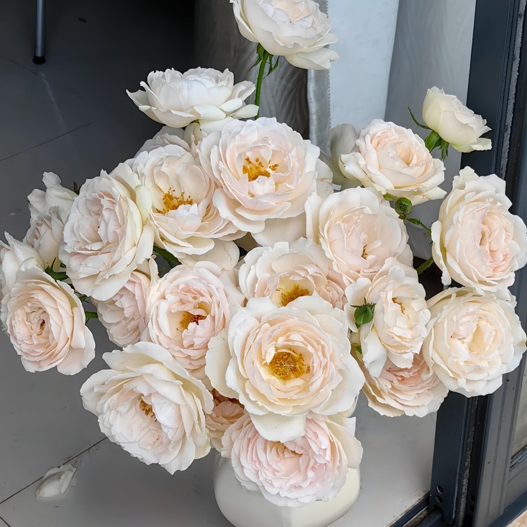 Kashou Rose Plant|华宵 image 9