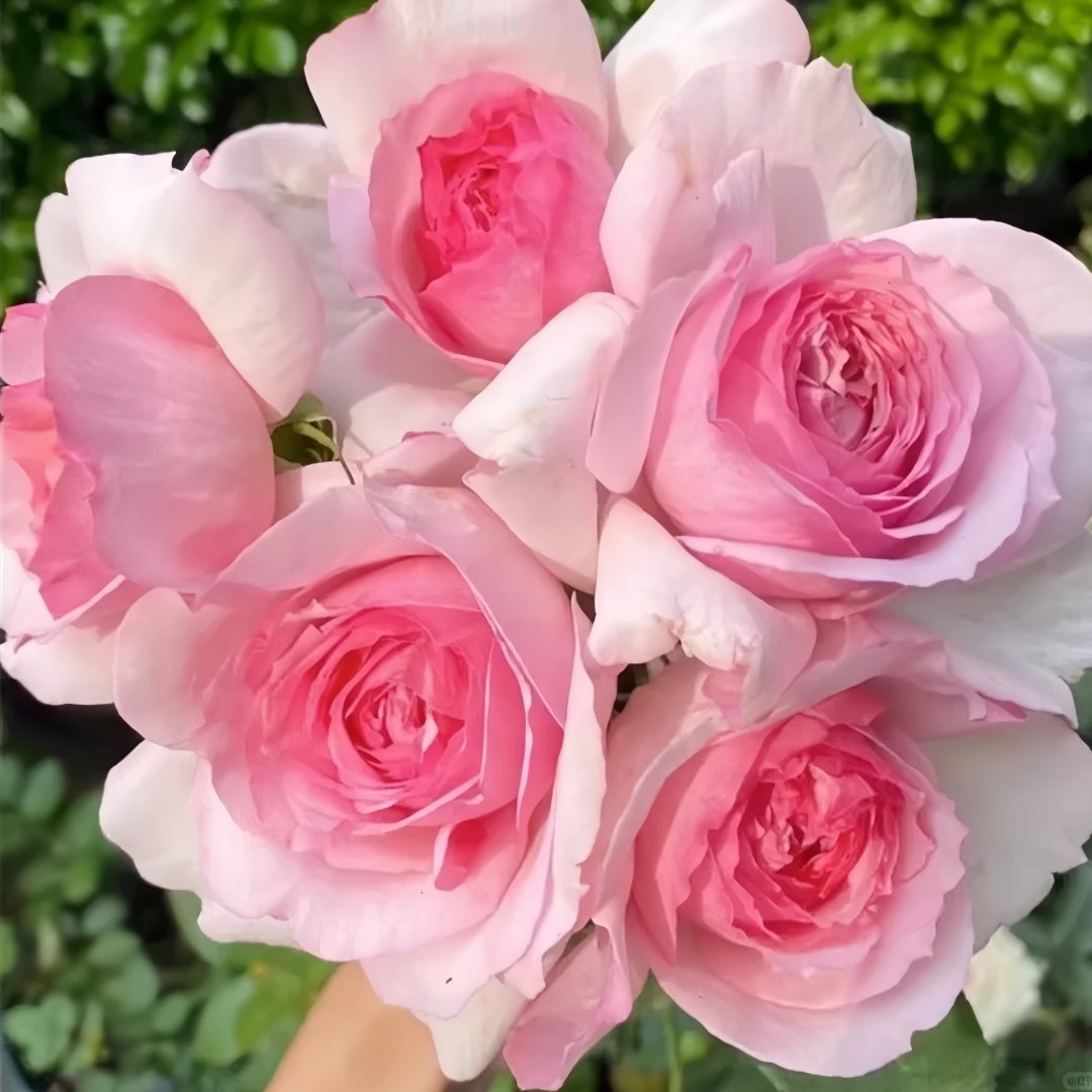 Neo cherry shallow Rose Plant ｜新浅樱桃 image 2