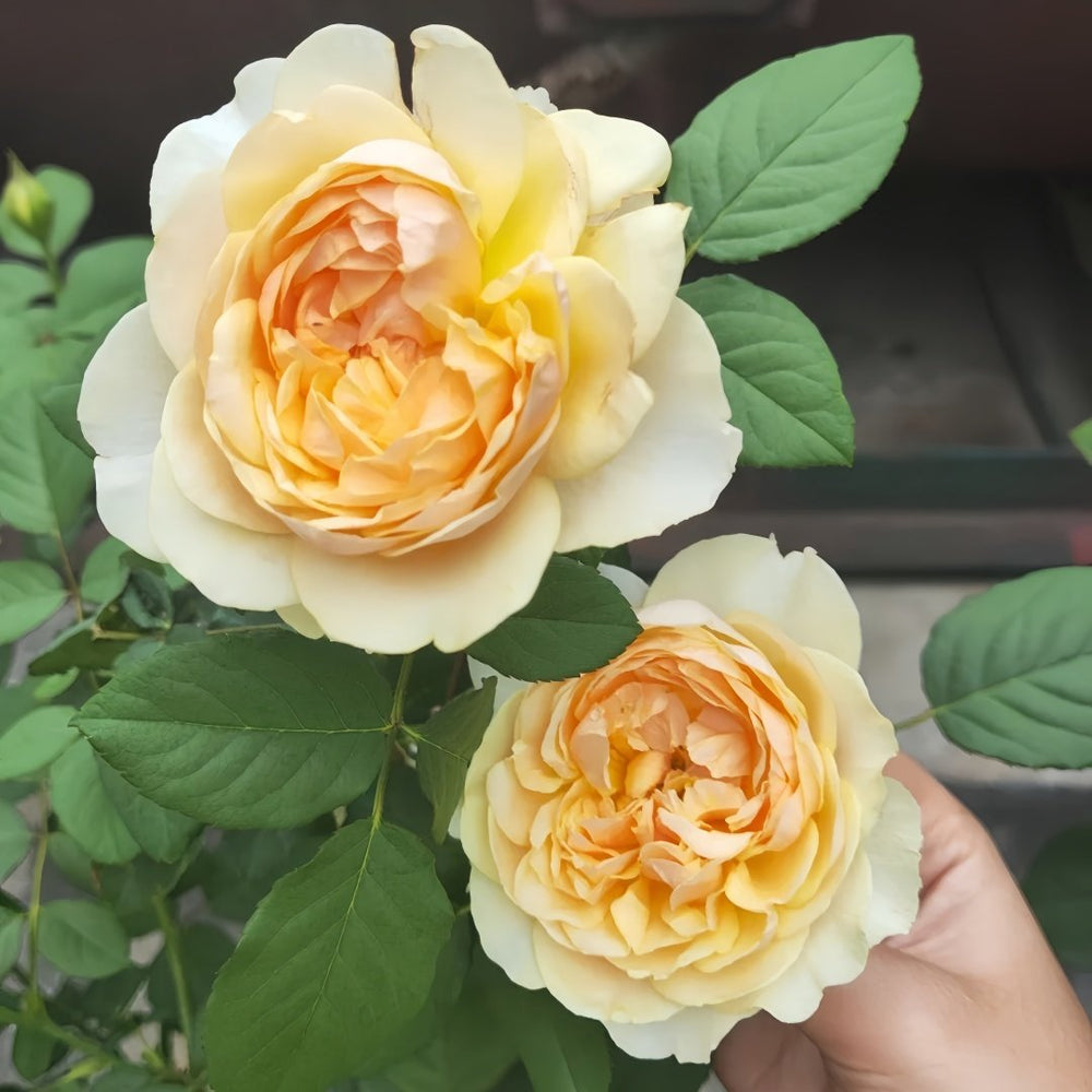 Apricot Cooler Rose Plant｜杏仁露 image 4