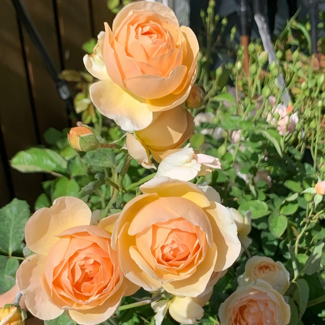 Jude the Obscure Rose Plant｜无名的裘德 image 7