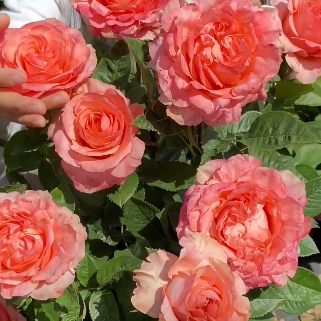 Mousse Rose Plant | 慕斯 image 6
