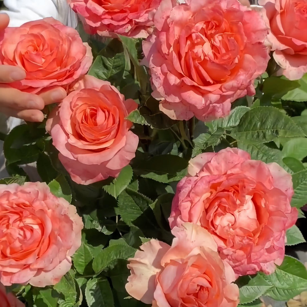 Mousse Rose Plant | 慕斯 image 6