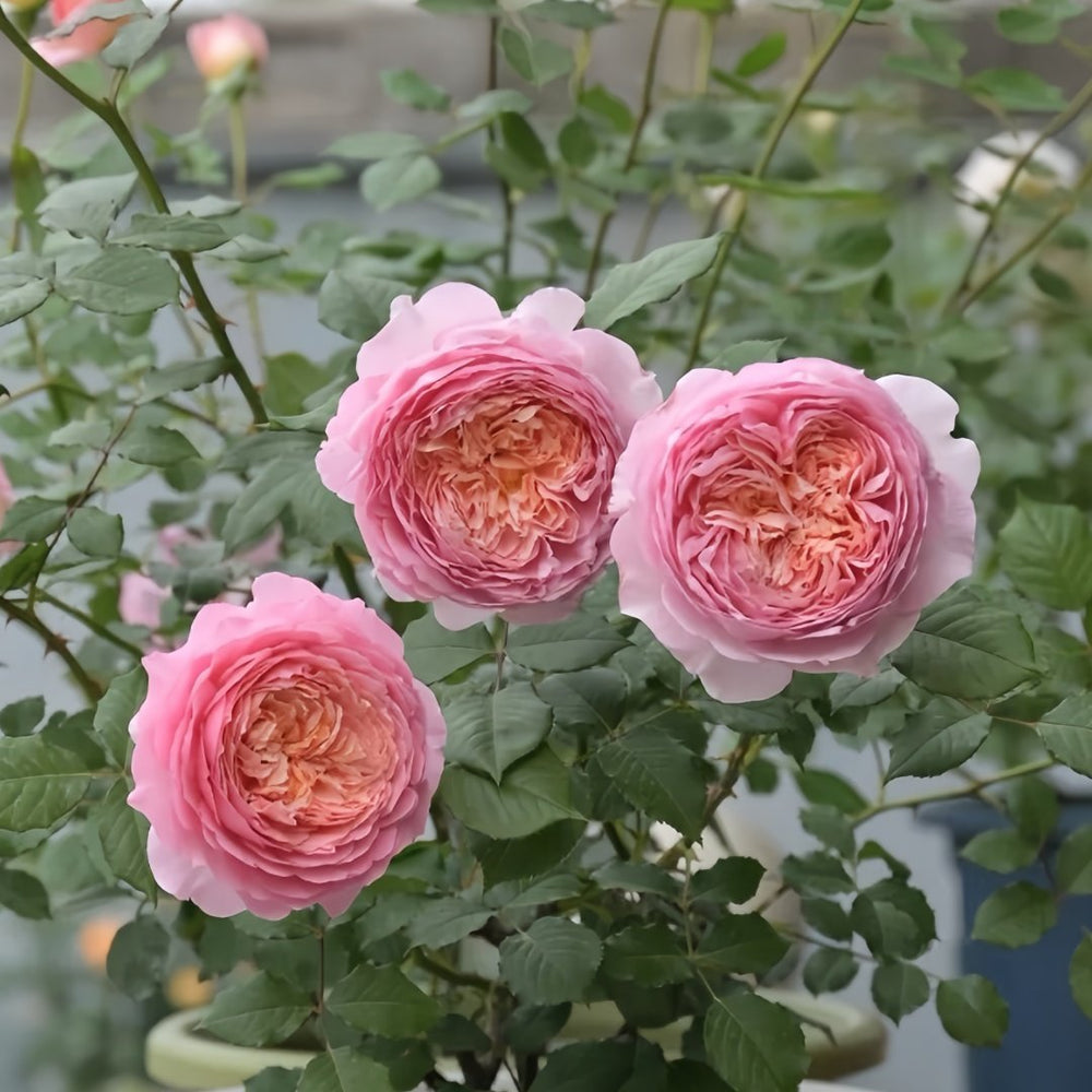 Taoran‌ Rose Plant|桃染 image 8