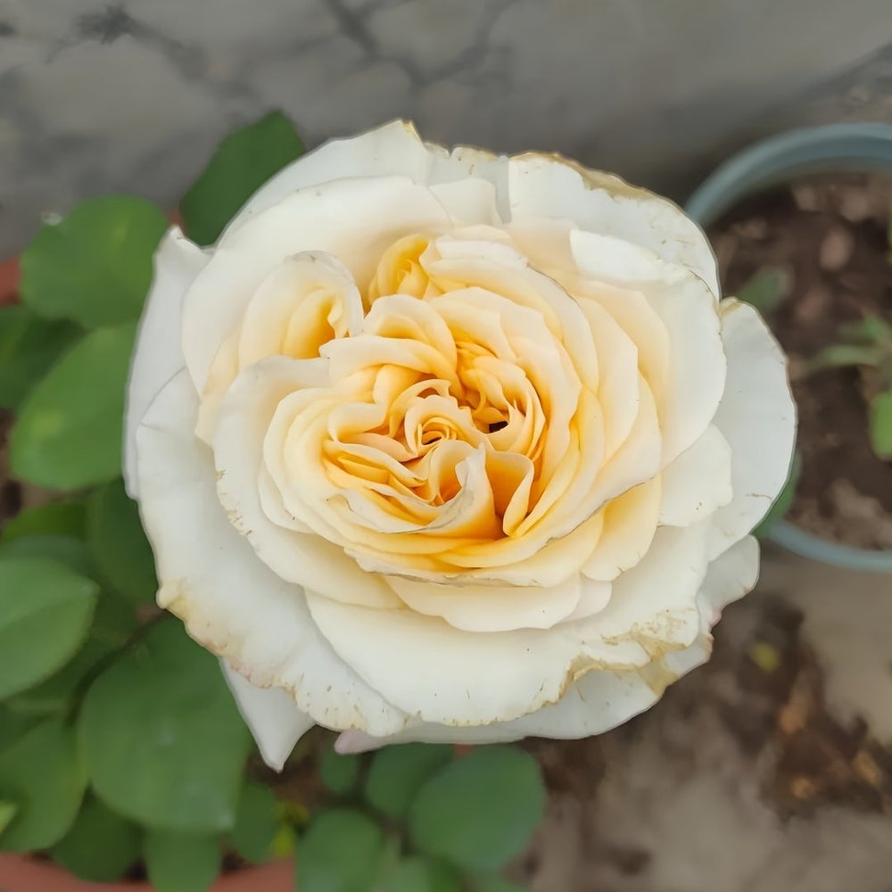 Creamy Reeva Rose Plant｜奶油丽娃 image 0