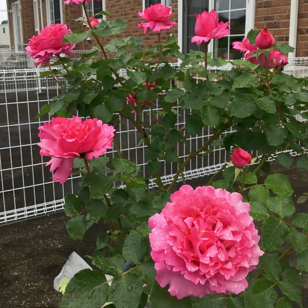 Yves Piaget Rose Plant|伊芙伯爵 image 4