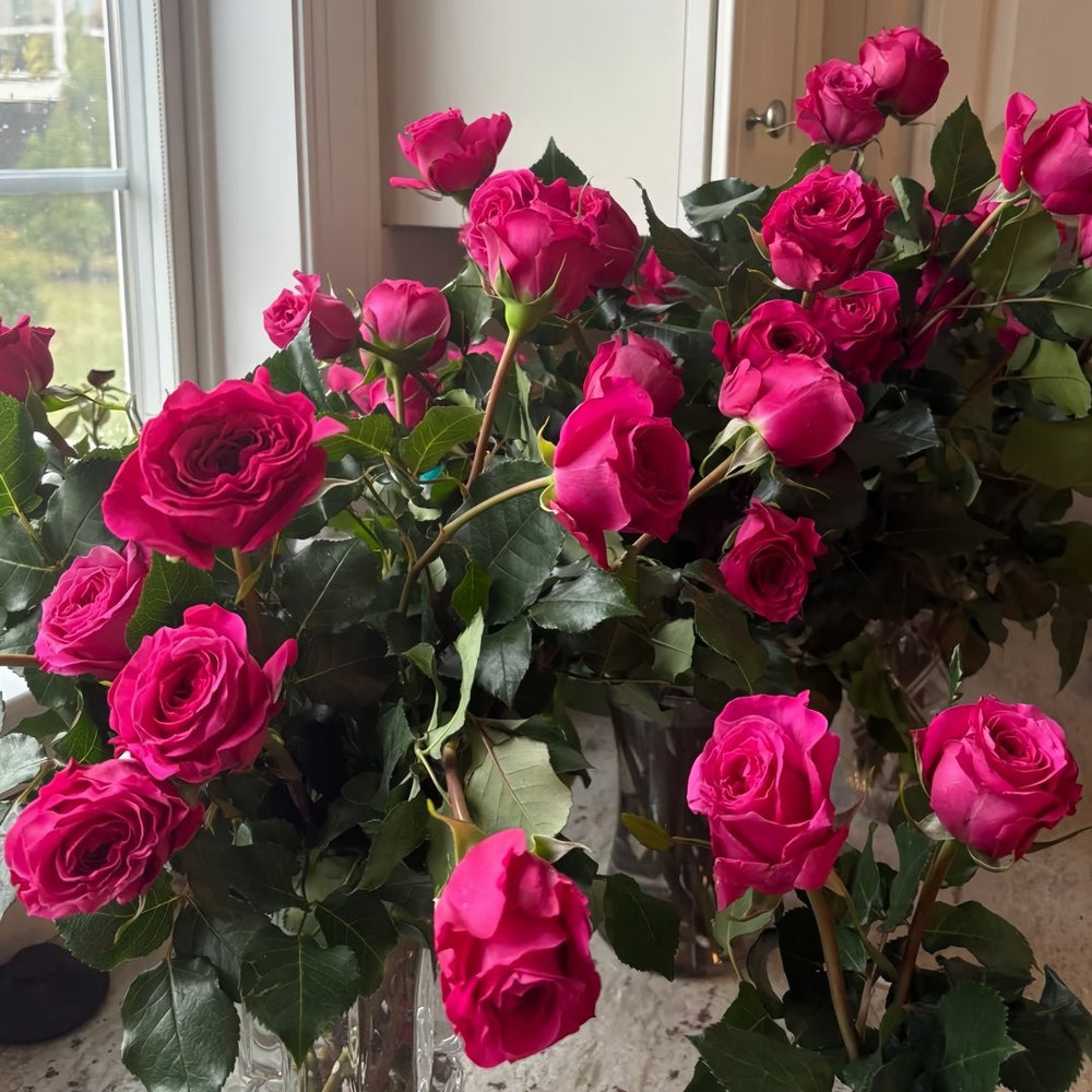 Hettie Rose plant｜海蒂 image 8