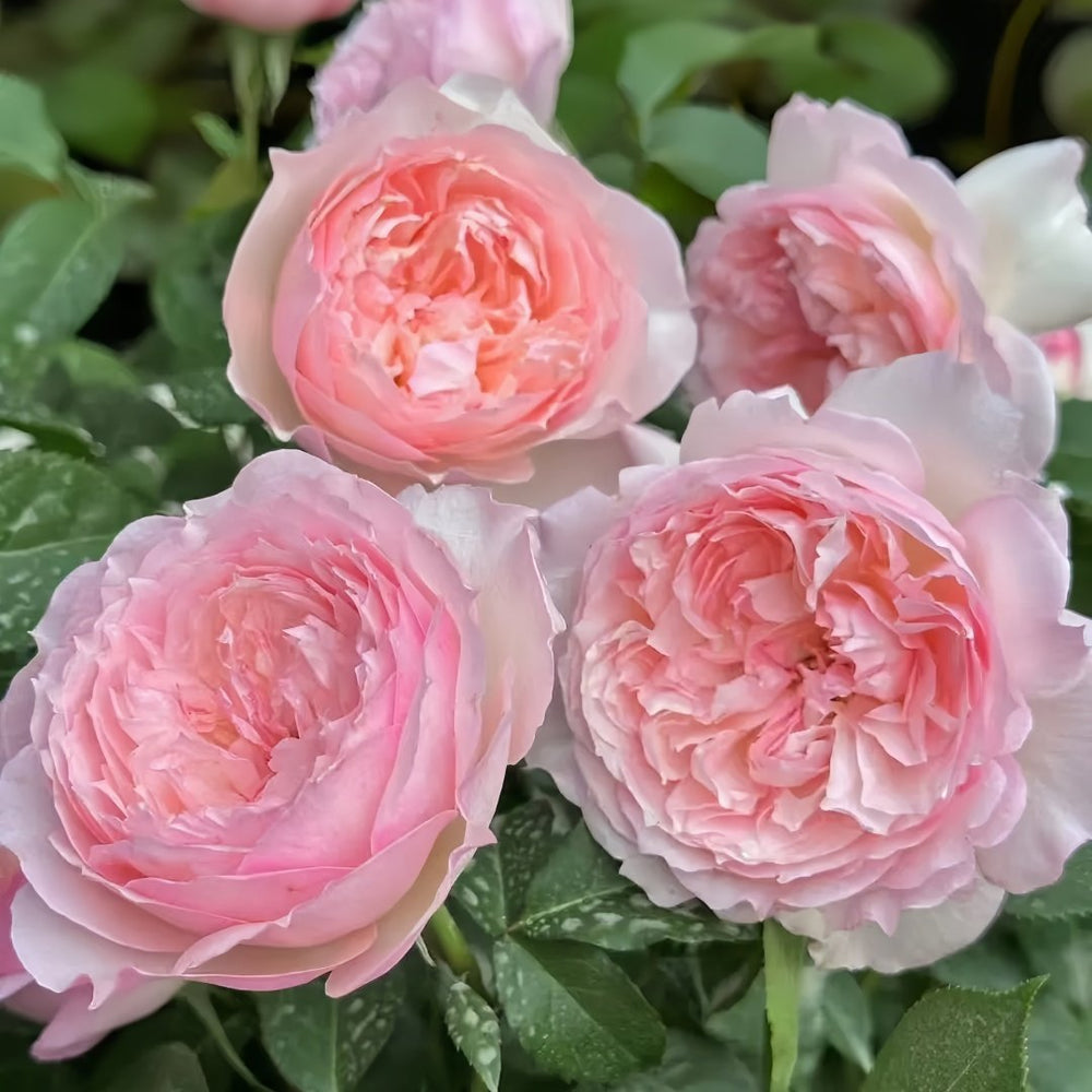 Le Rire Rose Plant｜乐咲 image 5