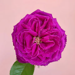 Yu Ji Rose Plant｜虞姬 image 1
