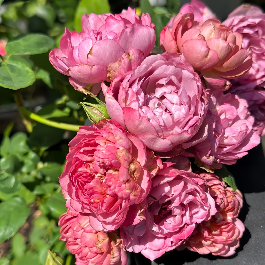 Nagi Rose Plant｜凪 image 5