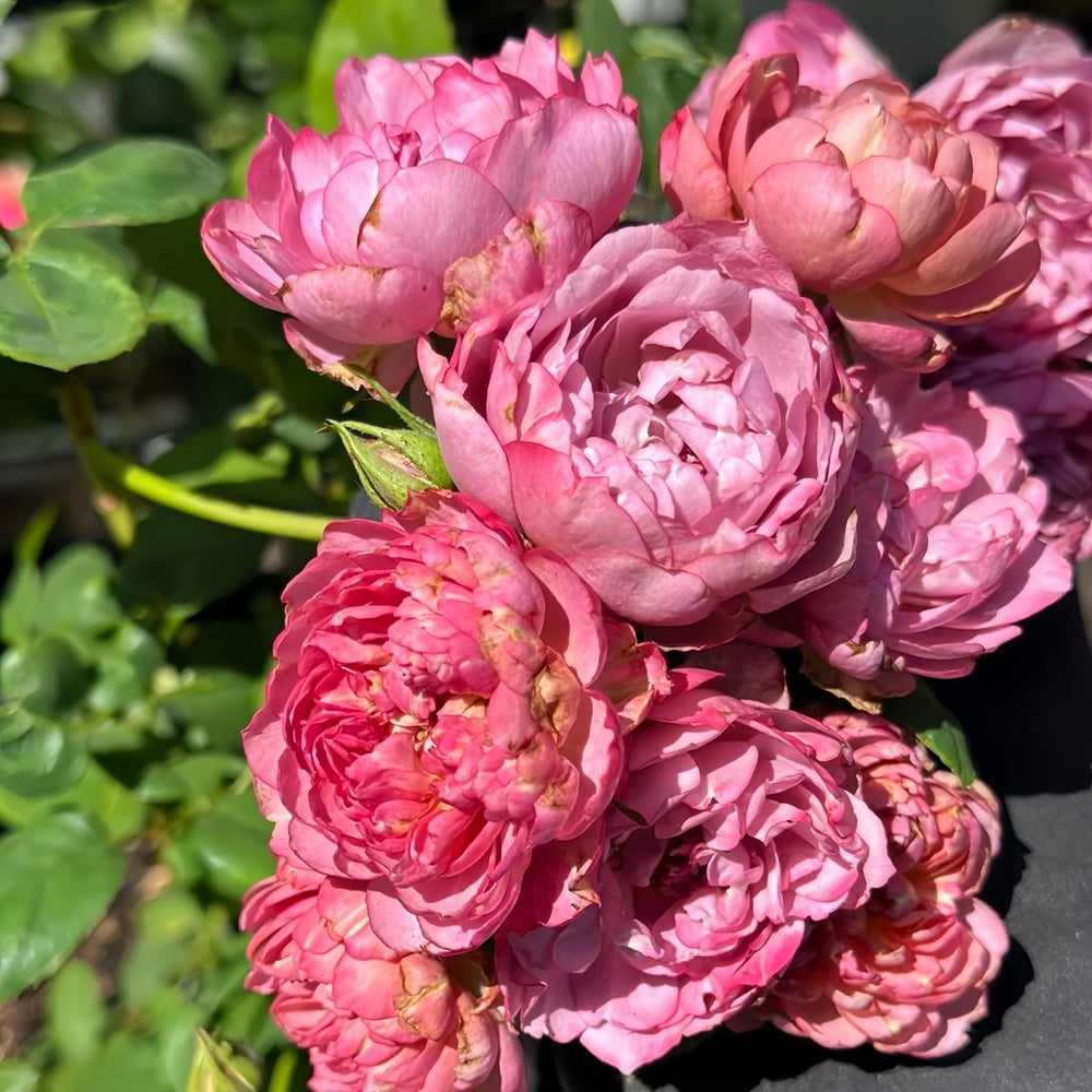 Nagi Rose Plant｜凪 image 5