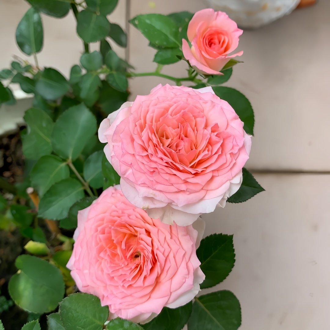 Mayra's Rose Fantasy Rose Plant｜梦幻梅拉 image 7