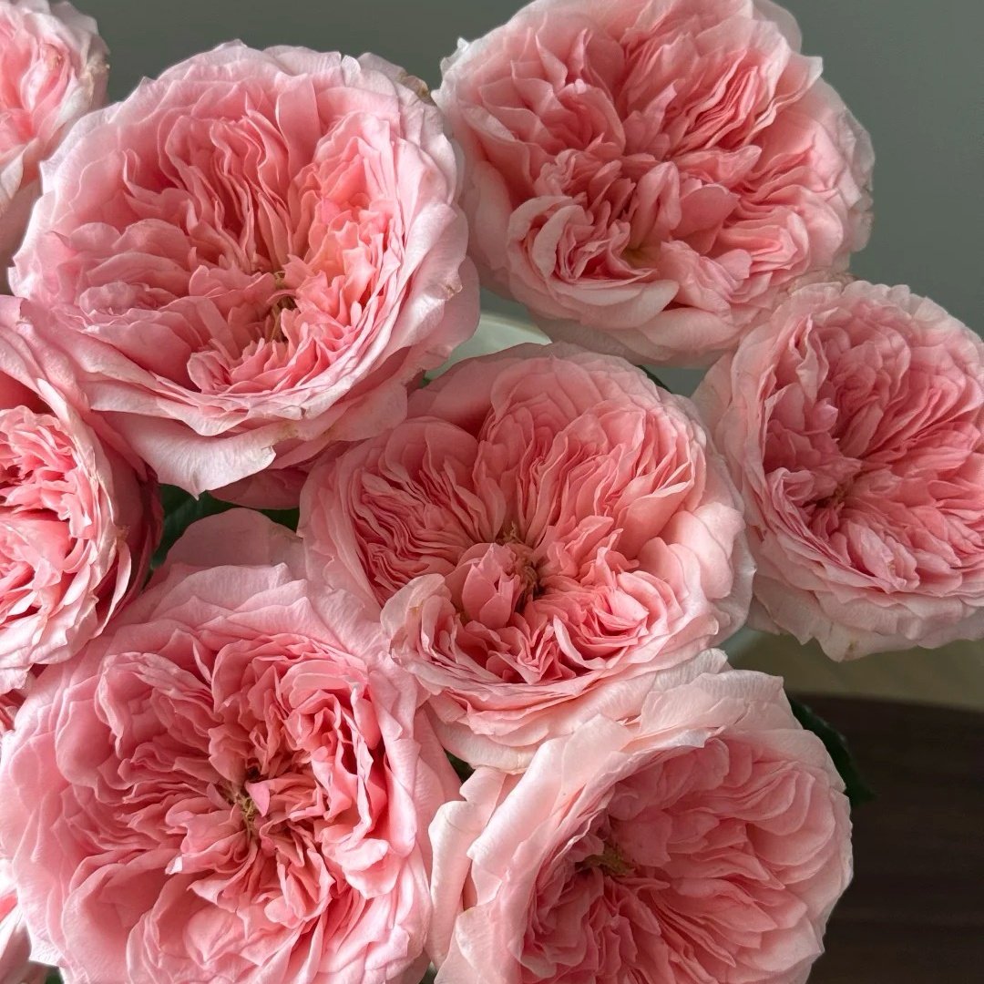 Mayfield Rose Plant|梅菲尔德 image 4