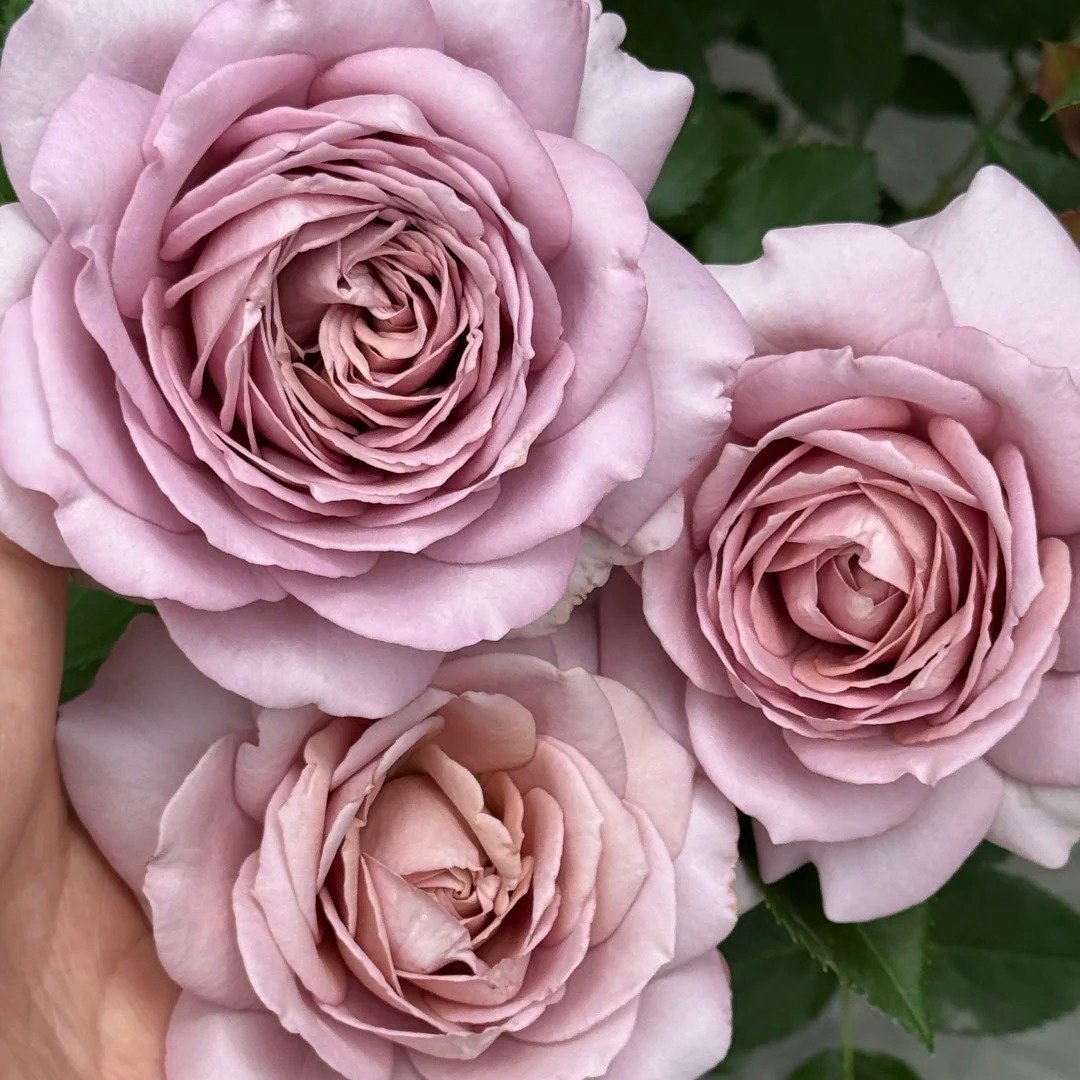 Charity Rose Plant | 慈善 image 4