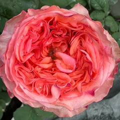 New Design Rose Plant|新设计 image 3