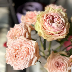 Art Nuvo Rose Plant|新艺术 image 2