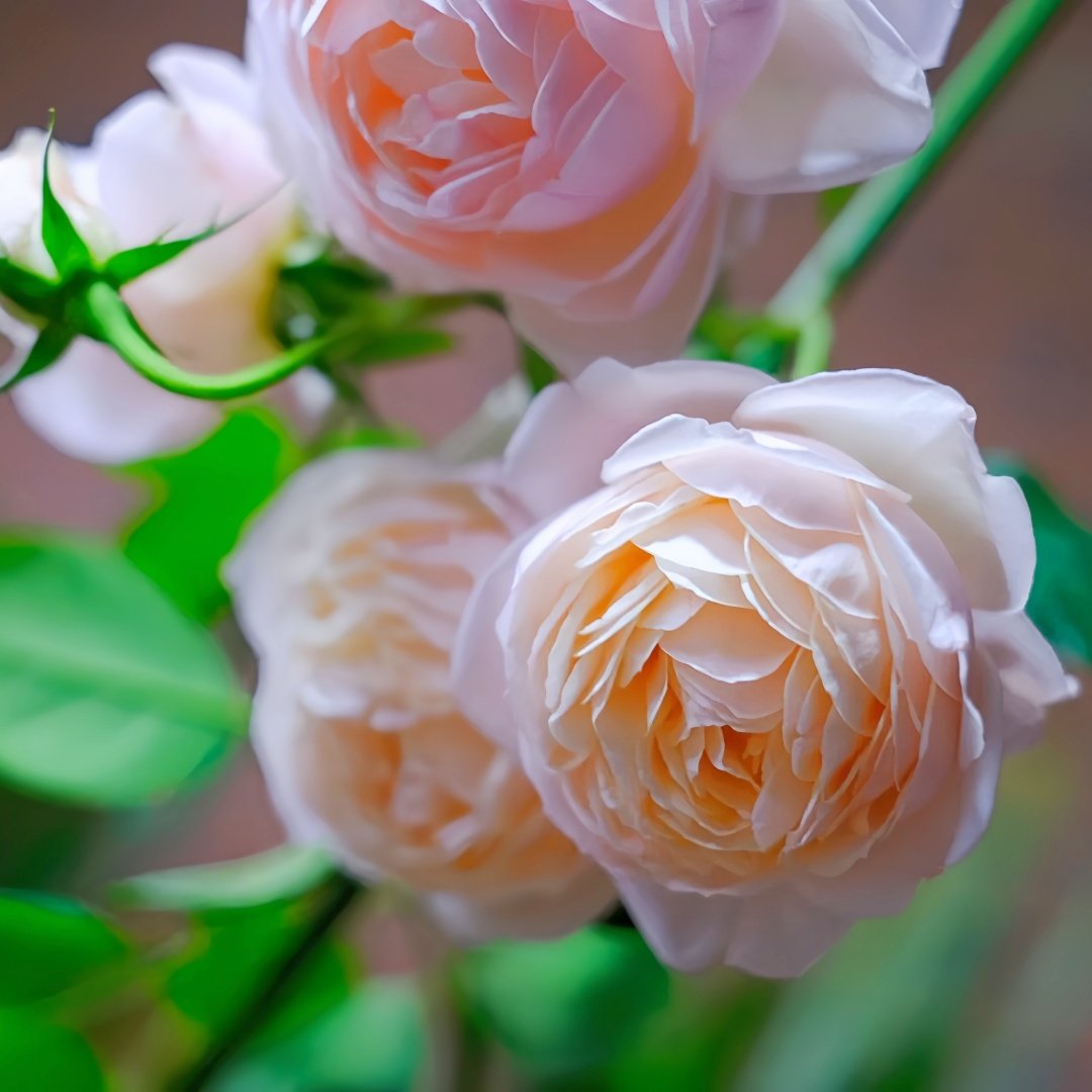 The Shepherdess Rose Plant|牧羊女 image 6