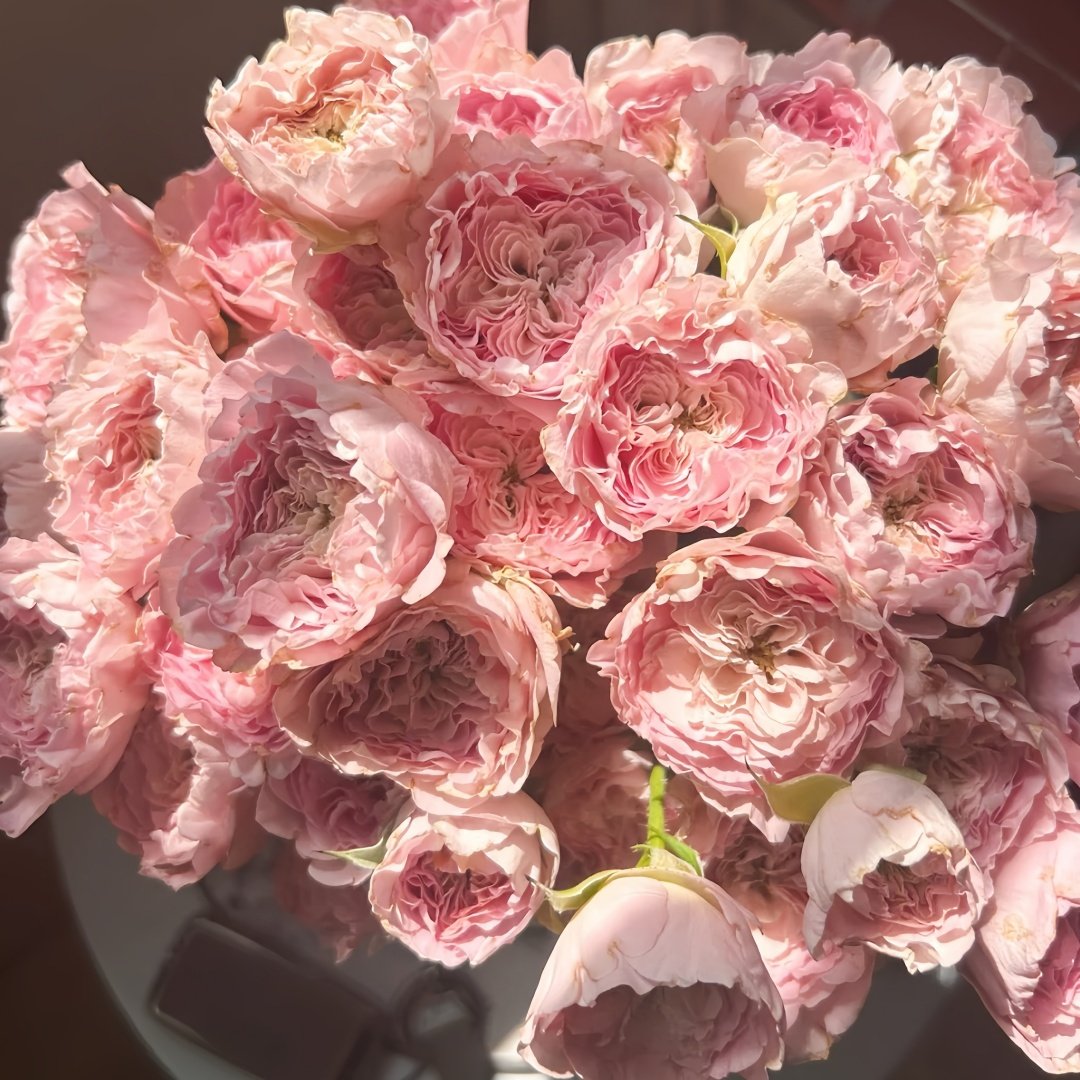 Princess Lace Rose Plant | 公主蕾丝 image 6
