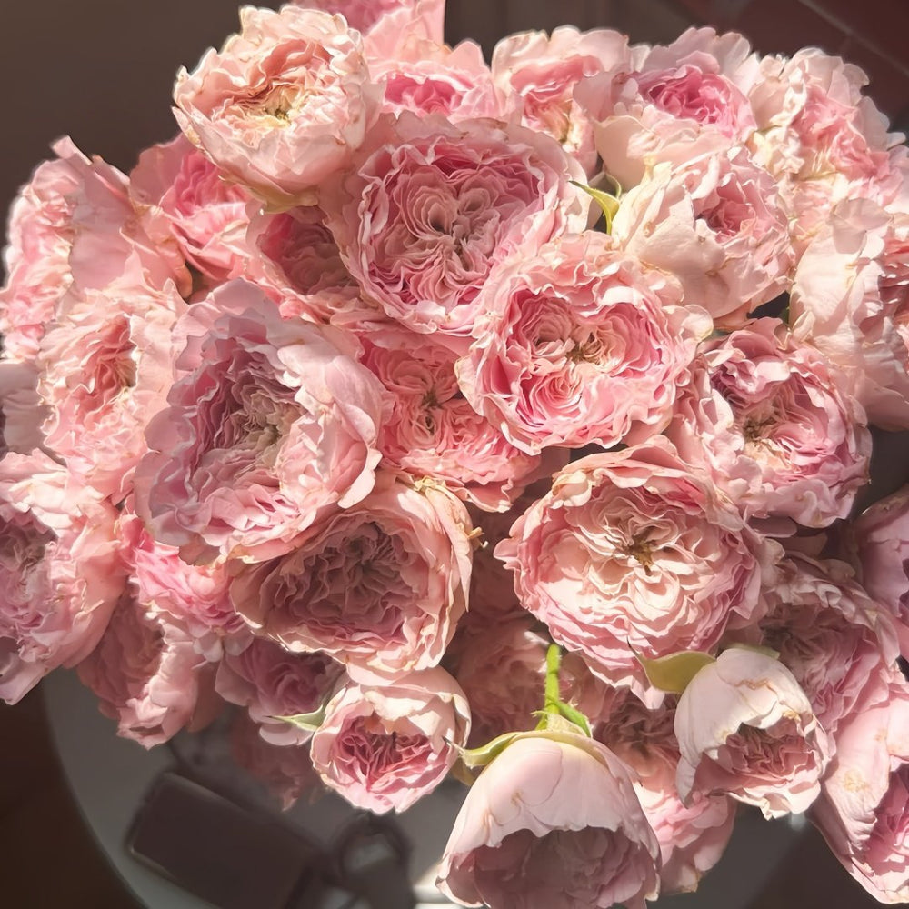 Princess Lace Rose Plant | 公主蕾丝 image 6