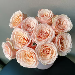 Warm Egg Soufflé Rose Plant｜暖心蛋奶酥 image 1