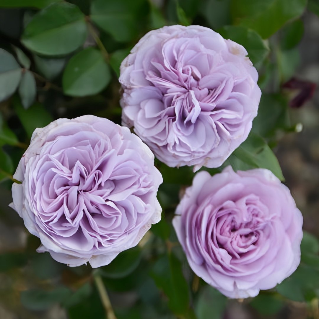 Ilias Rose Plant｜伊利亚特 image 9