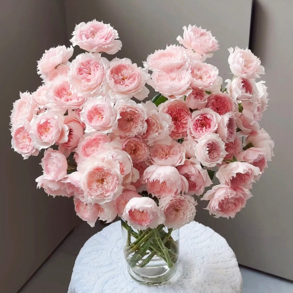 Monique Darve Rose Plant | 莫妮卡戴维 image 8