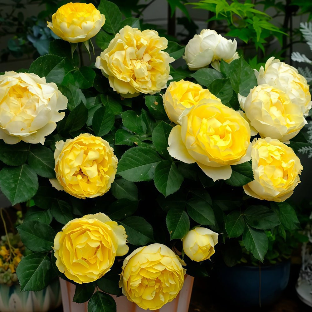 Canary Rose Plant|金丝雀 image 8