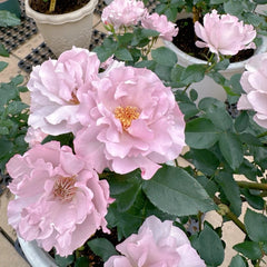 Couture Rose Tilia Rose Plant | 玫瑰时装 image 2