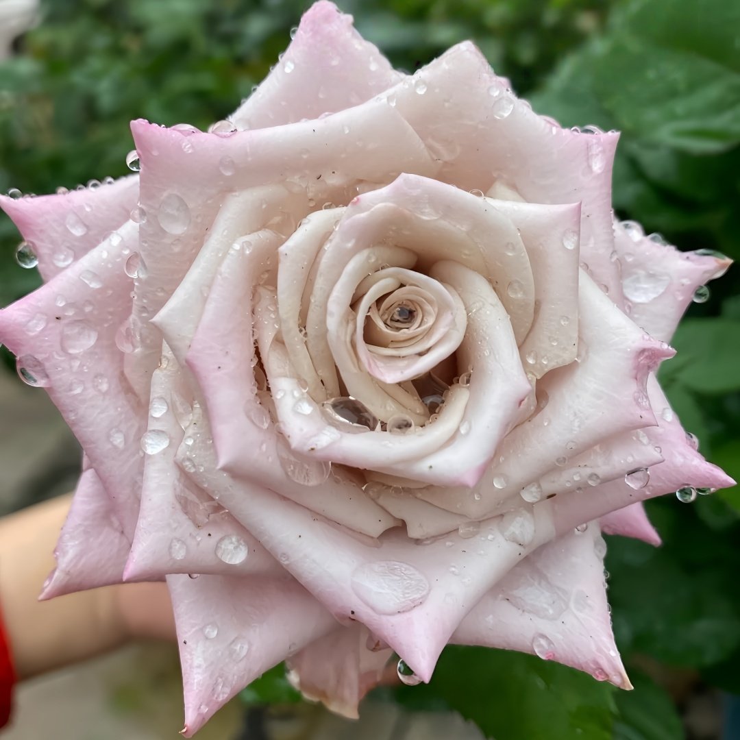 Menta Rose Plant | 曼塔 image 5