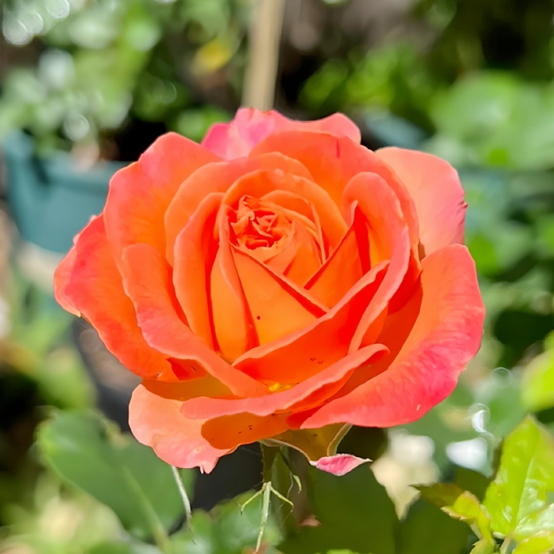 Vulcano Rose Plant｜火神岛 image 9